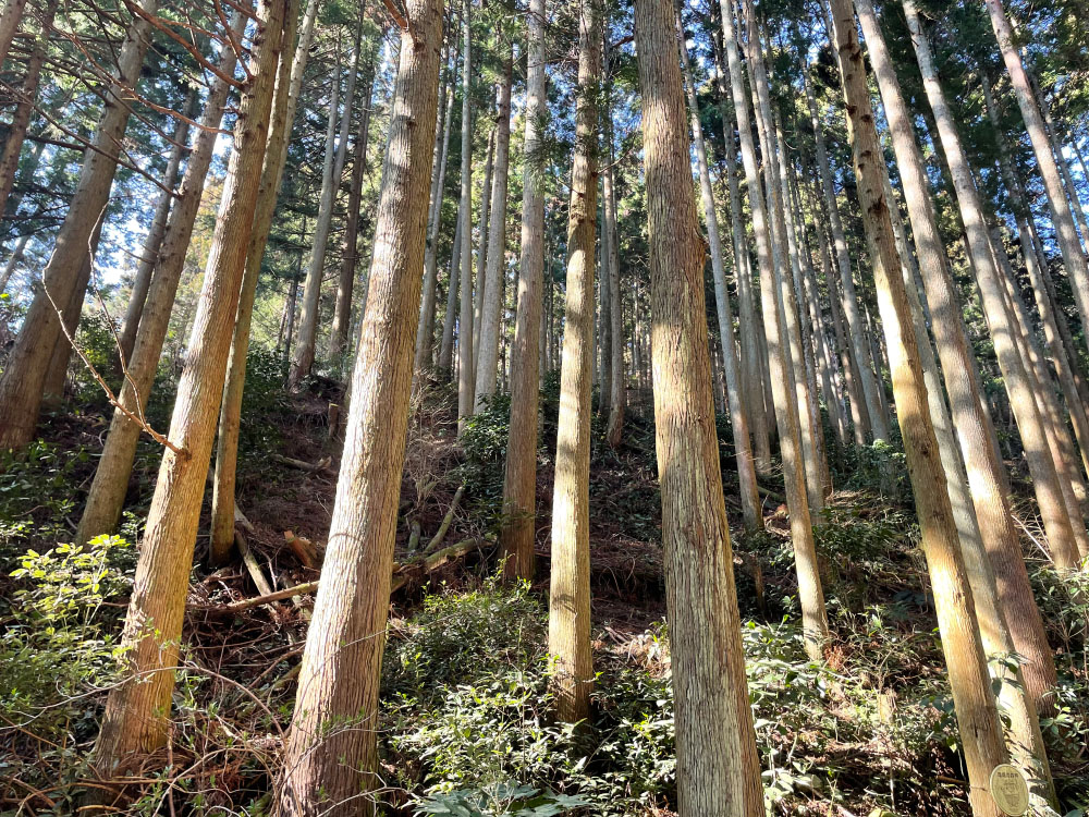 地域の森イメージ